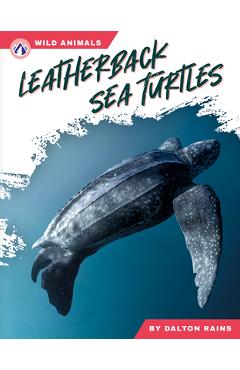 Leatherback Sea Turtles - Abby Doty - Imagine 1