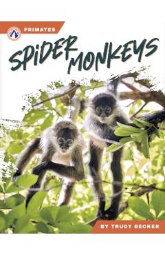 Spider Monkeys