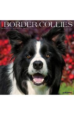 Border Collies 2026 12 X 12 Wall Calendar -