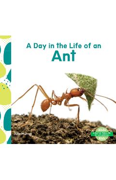 Day in the Life of an Ant - Julie Murray