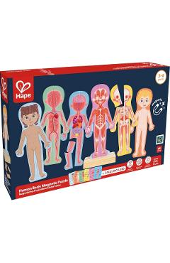 Puzzle magnetic. Corpul uman