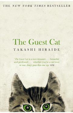 Guest Cat